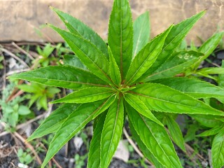 marijuana plant in the garden