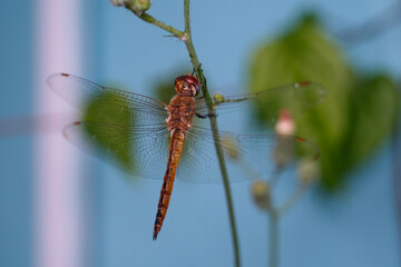 Macrophotography Red dragonfly hanging vertically on a stem. Red dragonfly of the Crocothemis...