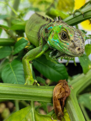 A light green iguana with colorful scales and sharp details poses among natural green foliage, highlighting the beauty of the exotic reptile.