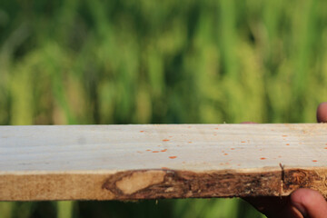 A flat piece of wood for storing products and a blurred background behind it
