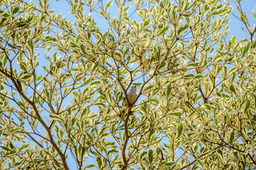 Female Brown-throated Sunbird (Anthreptes malacensis)  is perched on a branch amidst the variegated...