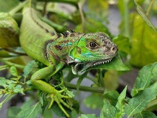 A light green iguana with colorful scales and sharp details poses among natural green foliage, highlighting the beauty of the exotic reptile.