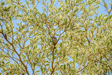 Female Brown-throated Sunbird (Anthreptes malacensis)  is perched on a branch amidst the variegated...