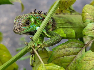 A light green iguana with colorful scales and sharp details poses among natural green foliage,...