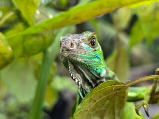A light green iguana with colorful scales and sharp details poses among natural green foliage, highlighting the beauty of the exotic reptile.