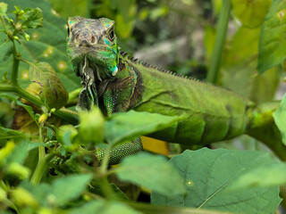 A light green iguana with colorful scales and sharp details poses among natural green foliage, highlighting the beauty of the exotic reptile.