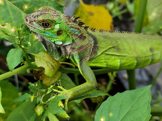 A light green iguana with colorful scales and sharp details poses among natural green foliage,...