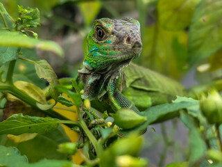 A light green iguana with colorful scales and sharp details poses among natural green foliage,...