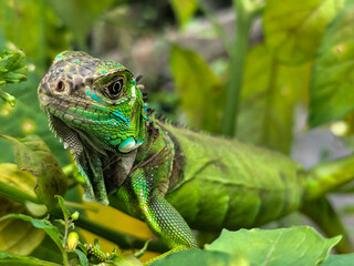 A light green iguana with colorful scales and sharp details poses among natural green foliage, highlighting the beauty of the exotic reptile.