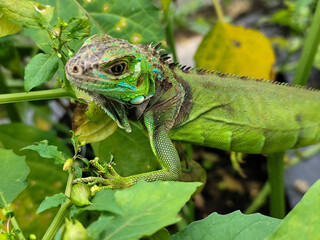 A light green iguana with colorful scales and sharp details poses among natural green foliage, highlighting the beauty of the exotic reptile.