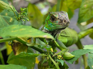 A light green iguana with colorful scales and sharp details poses among natural green foliage, highlighting the beauty of the exotic reptile.