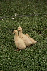 Goslings on the farm