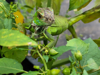 A light green iguana with colorful scales and sharp details poses among natural green foliage, highlighting the beauty of the exotic reptile.