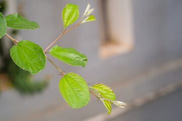Macrophotography of round leaves with long stems. Ornamental plants that decorate the fence of the...