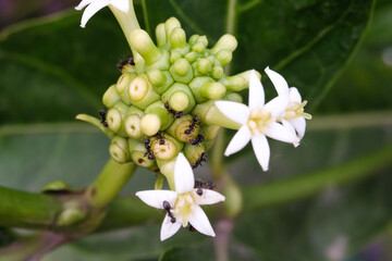 Close-up shot of Noni fruit infested by black ants. The fruit of the Morinda citrifolia plant is...