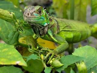 A light green iguana with colorful scales and sharp details poses among natural green foliage,...