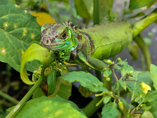 A light green iguana with colorful scales and sharp details poses among natural green foliage, highlighting the beauty of the exotic reptile.