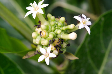 Noni fruit in bloom surrounded by black ants. The fruit of the Morinda citrifolia plant is green...