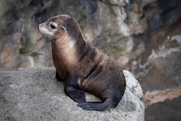sea lions seals wharf ocean brown fur