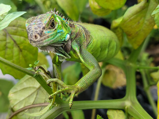 A light green iguana with colorful scales and sharp details poses among natural green foliage, highlighting the beauty of the exotic reptile.