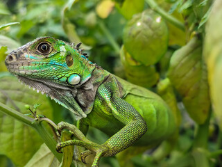 A light green iguana with colorful scales and sharp details poses among natural green foliage, highlighting the beauty of the exotic reptile.