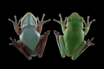 Juvenile White-lipped tree frog (Litoria infrafrenata) on isolated background, White-lipped tree...