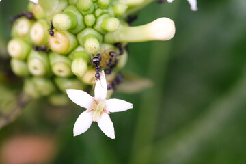 Close-up shot of Noni fruit infested by black ants. The fruit of the Morinda citrifolia plant is...