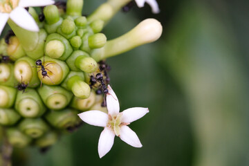 Close-up shot of Noni fruit infested by black ants. The fruit of the Morinda citrifolia plant is...
