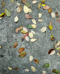 Brown, yellow, and green dry leaves are scattered on a rough and cracked gray cement surface.