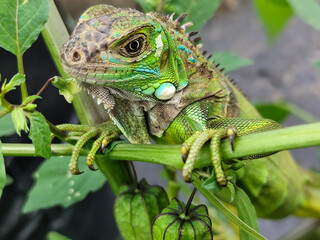 A light green iguana with colorful scales and sharp details poses among natural green foliage, highlighting the beauty of the exotic reptile.