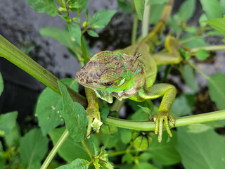 A light green iguana with colorful scales and sharp details poses among natural green foliage, highlighting the beauty of the exotic reptile.