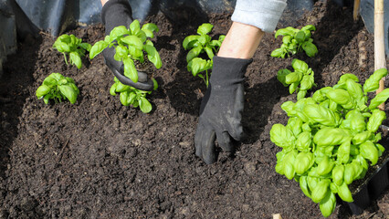 Woman planting basil seedlings in soil, closeup. Gardening concept