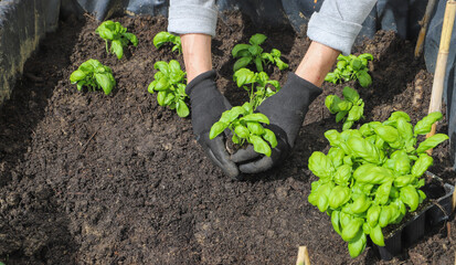 Woman planting basil seedlings in soil, closeup. Gardening concept