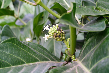 Bokeh shot of Noni fruits. The fruit of the Morinda citrifolia plant photographed with green...