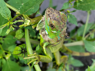 A light green iguana with colorful scales and sharp details poses among natural green foliage, highlighting the beauty of the exotic reptile.