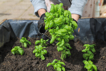 Woman planting basil seedlings in soil, closeup. Gardening concept
