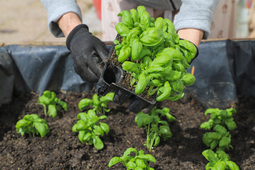 Woman planting basil seedlings in soil, closeup. Gardening concept
