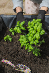 Woman planting basil seedlings in soil, closeup. Gardening concept