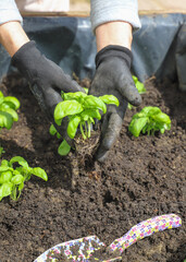 Woman planting basil seedlings in soil, closeup. Gardening concept