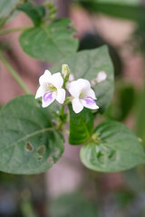 Macrophotography Creeping Foxglove Flower. White weed flower with a hint of purple, Asystasia Gangetica. Weed plant in close-up shot. Flora in the wild. Negative space
