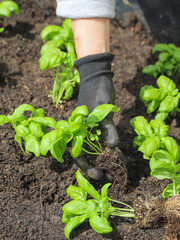 Woman planting basil seedlings in soil, closeup. Gardening concept