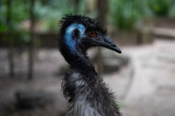 Close up portrait emu bird face outdoor farm eyes beak native australia