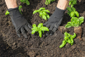 Woman planting basil seedlings in soil, closeup. Gardening concept