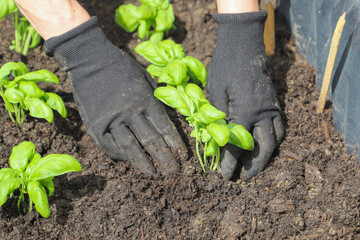 Woman planting basil seedlings in soil, closeup. Gardening concept