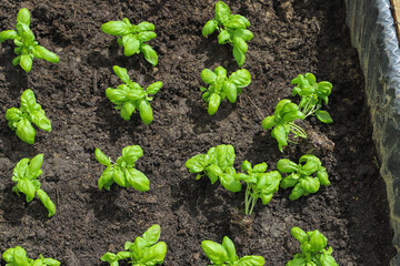 Woman planting basil seedlings in soil, closeup. Gardening concept