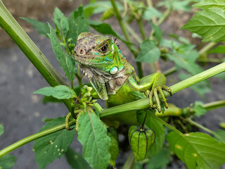 A light green iguana with colorful scales and sharp details poses among natural green foliage, highlighting the beauty of the exotic reptile.