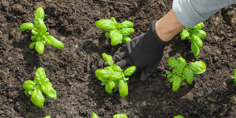 Woman planting basil seedlings in soil, closeup. Gardening concept