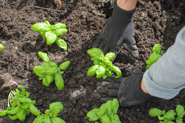 Woman planting basil seedlings in soil, closeup. Gardening concept
