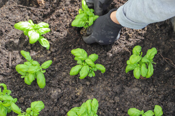Woman planting basil seedlings in soil, closeup. Gardening concept