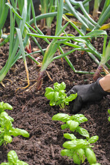 Woman planting basil seedlings in soil, closeup. Gardening concept